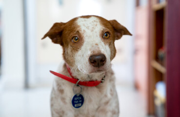 Close-up brown and white dog portrait