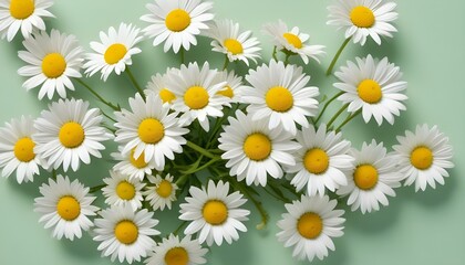 Fototapeta premium A stunning display of fresh daisies, with bright yellow centers and white petals.