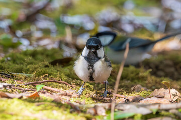 Obraz premium 苔の上に佇むシジュウカラ