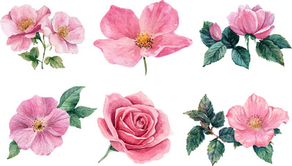 set of pink roses isolated on white