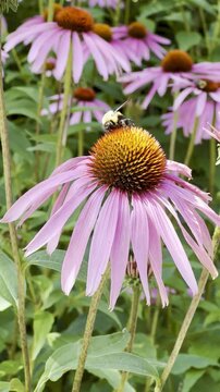Bumblebee Collecting Pollen from a Blooming Echinacea Flower in a Backyard Garden in Montreal, Canada on a Sunny Summer Day
