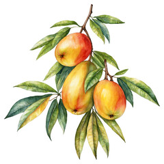 Mango fruit with branches and some leaves watercolor art illustration transparent background isolated png stock