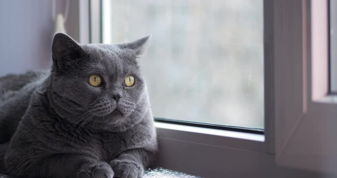 British gray cat with big eyes lying on the window sill and watching the snow falling outside the window