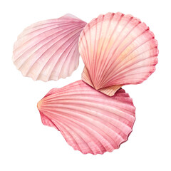 Watercolor pink Shells of mollusks are isolated on transparent background