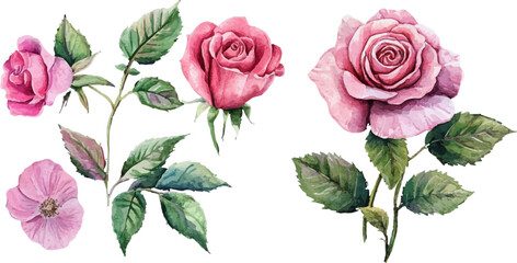 Fototapeta premium vector illustration of rose