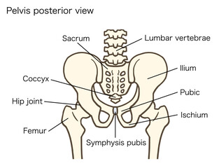 骨盤と股関節の後面、腰椎、椎間板、寛骨、仙骨、腸骨、恥骨、坐骨、名称あり