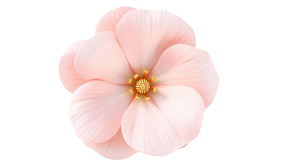 Photo of pink rose isolated on transparent background 