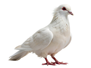 Naklejka premium pigeon isolated on white background