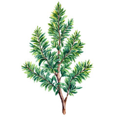 Stylized green shrubbery cut out images watercolor art illustration transparent background isolated png stock