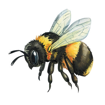 Watercolor bumblebee with fluffy body and wings realistic insect illustration in natural scientific vintage style