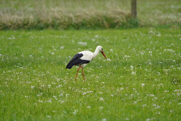 White Stork (Ciconia ciconia) foraging in a meadow. Stedden near Celle, Germany.