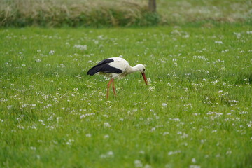 White Stork (Ciconia ciconia) foraging in a meadow. Stedden near Celle, Germany.