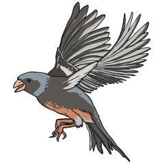 eagle in flight, bird, vector art, vector bird, vector falcon, hawk, vector flying, bird flying