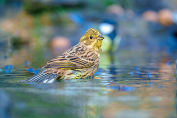 Yellowhammer, Emberiza citrinella,, close up portrait, bathing in a watering hole. Best 4K resolution.

