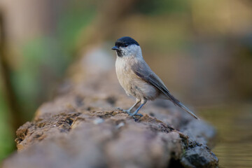 Marsh Tit, Poecile palustris, t the forest waterhole. Mirroring in the water. 