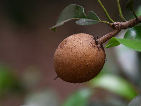 zapota fruit on a  tree 