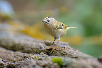 The goldcrest (Regulus regulus) in the blurred background take bath at the forest waterhole 