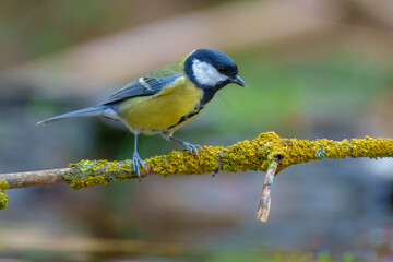 Close up Great tit, Parus major sitting at the forest waterhole  Mirroring in the water. 