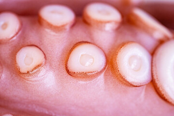 Marine cephalopod, Octopus tentacle macro, slimy surface, raw seafood, close-up texture, marine...
