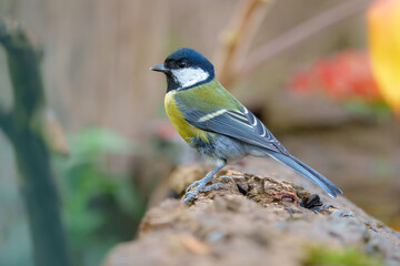 Close up Great tit, Parus major sitting at the forest waterhole .
