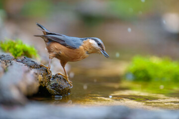Eurasian nuthatch or wood nuthatch (Sitta europaea) is a small passerine bird found throughout the Palearctic and in Europe.
