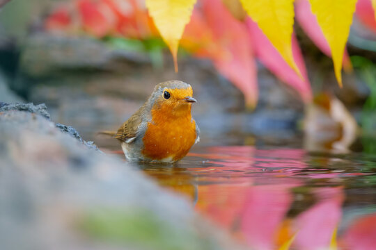European robin (Erithacus rubecula), n the blurred background take bath at the forest waterhole.