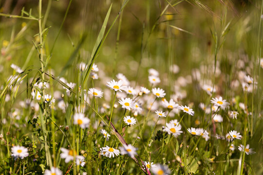 P&acirc;querettes blanches en gros plan dans une prairie sauvage