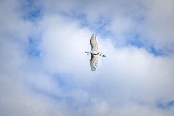 Flying snowy egret in front a blue sky with clouds