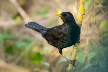 Eurasian blackbird aka The common blackbird or Turdus merula close-up portrait at a bird's watering hole.

