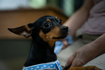 Miniature pinscher in the park. Selective focus. Shorthair.