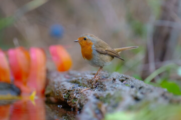 European robin (Erithacus rubecula), n the blurred background take bath at the forest waterhole.