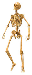 3D Rendering Human Skeleton on White