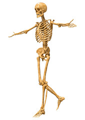 3D Rendering Human Skeleton on White