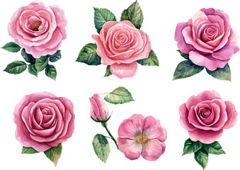 Obraz premium set of roses