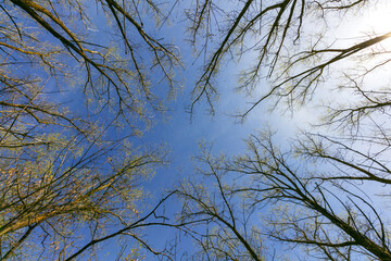 Trees in the forest, view from below, poplar with fresh green foliage, treetops against the sky.