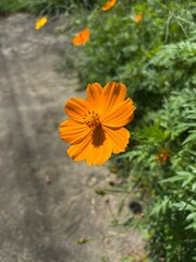 Orange Flower on garden