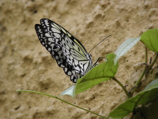 Rice paper butterfly resting on green leaf