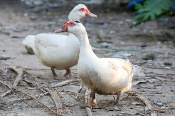 The white Muscovy Duck is stay in nature garden