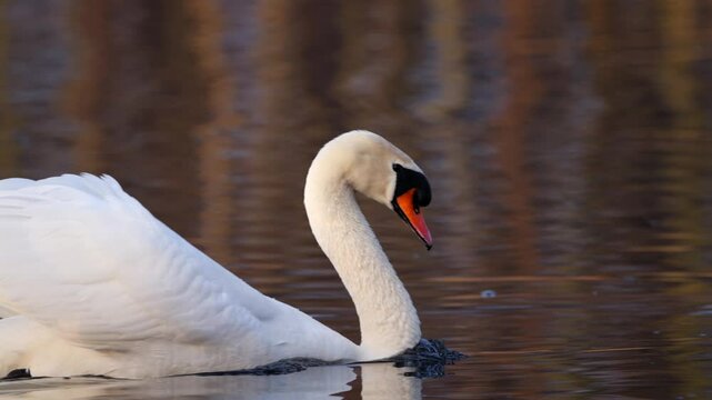 ein Schwan schwimmt auf einem See am morgen