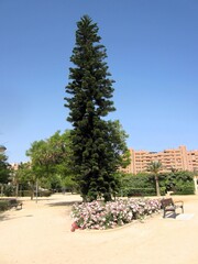 fir tree and roses