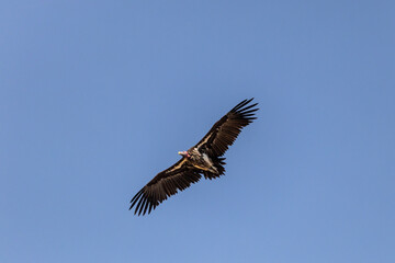 Lappet faced vulture (Torgos tracheliotos) in flight, against a bright blue sky in the kruger national Park, South Africa.