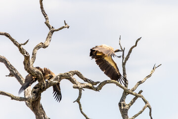 A white-backed vulture taking flight from a dead tree with an almost grown youngster complaining still in the tree.