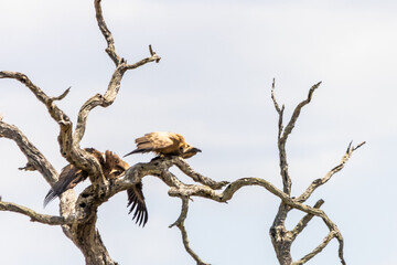 A young white -backed vulture, having already left the nest, begging food from its mother, who is making ready to take flight from a dead tree in the Kruger National Park, South Africa.