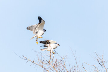 Two courting black-winged kites, one perched on a small thorn bush and another still in flight coming down to sit, against a pale blue sky in the Kruger National Park