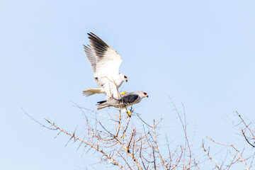 Mating black wing kites, in the Kruger National Park.