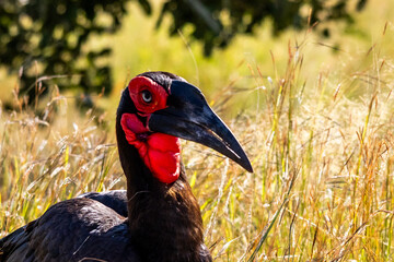 Close up of the head of a Southern ground hornbill walking in the savannas of the Kruger National Park, South Africa.