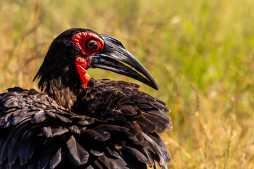 Close up of the head of a Southern ground hornbill walking in the savannas of the Kruger National Park, South Africa. © Marieke