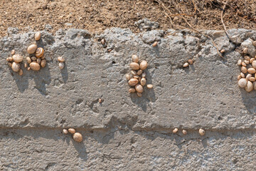 Snails estivating on a cement wall