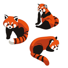 Fototapeta premium Little panda, animal, vector, transparent background, red panda, ailurus fulgens, ailurus, various