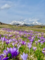 Fototapeta premium Close-up of purple crocus flowers blooming in an alpine meadow with snow-capped mountains in the distance. Concept of spring awakening, natural beauty, and seasonal change